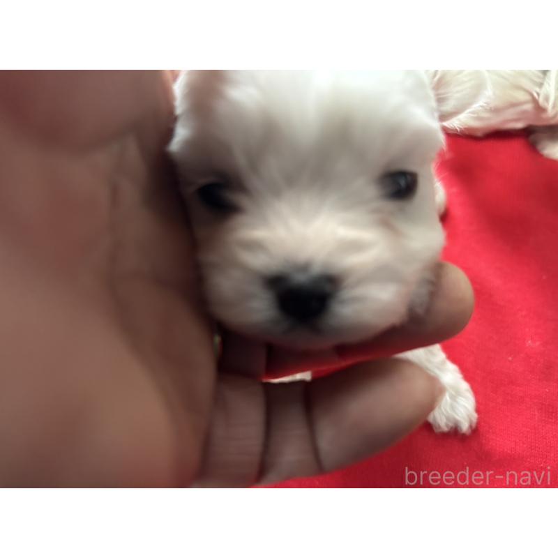 販売中の茨城県のマルプー:マルチーズ×トイプードル-438077