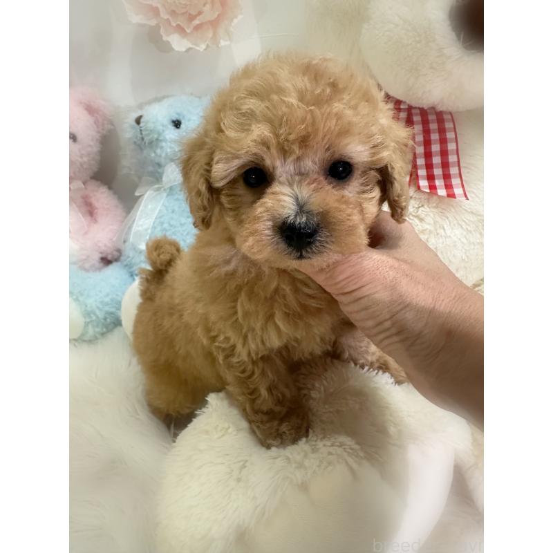 販売中の香川県のトイプードル-433619の9枚目