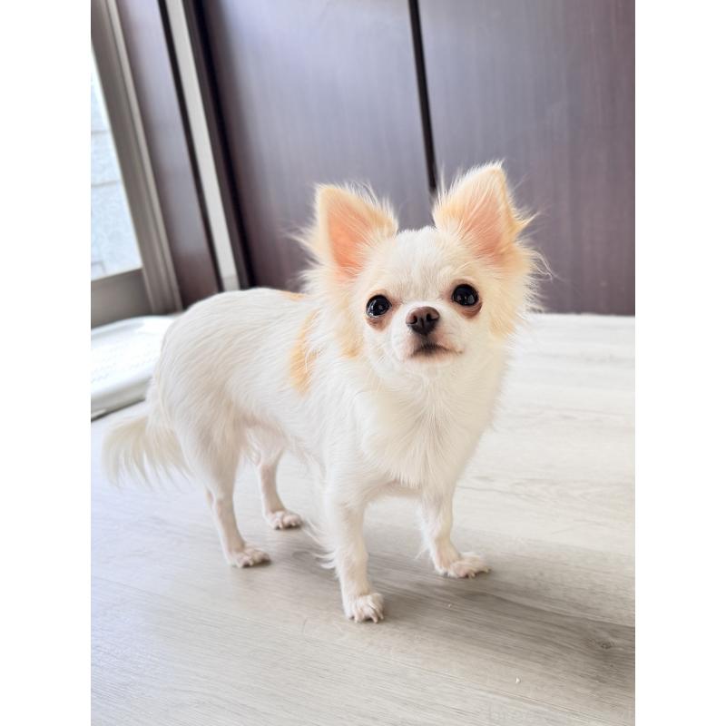 蜜(はにぃ)ちゃん1枚目