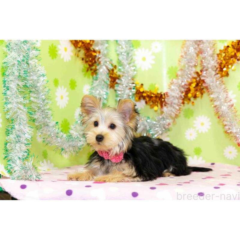 販売中の大分県のヨークシャーテリア-432245の5枚目