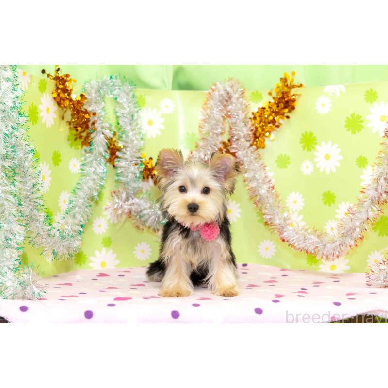 販売中の大分県のヨークシャーテリア-432245の2枚目