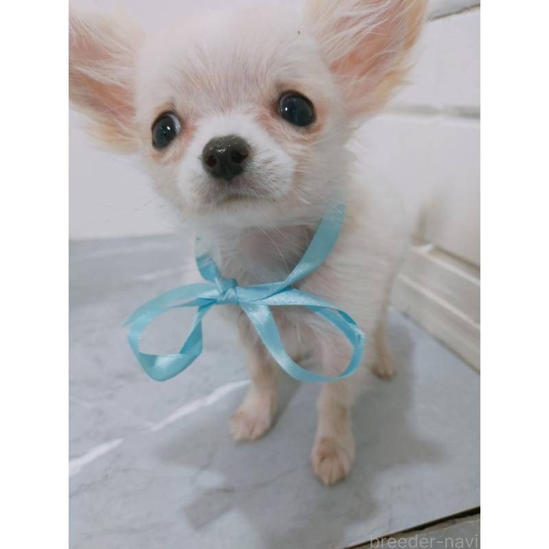 販売中の宮崎県のチワワ(ロングコート)-438082の2枚目