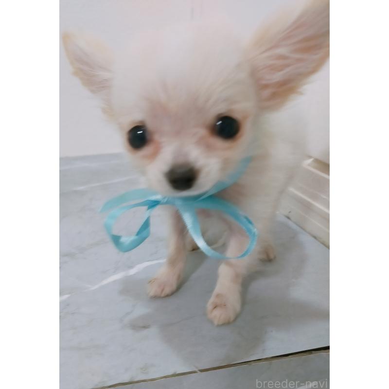 販売中の宮崎県のチワワ(ロングコート)-438082