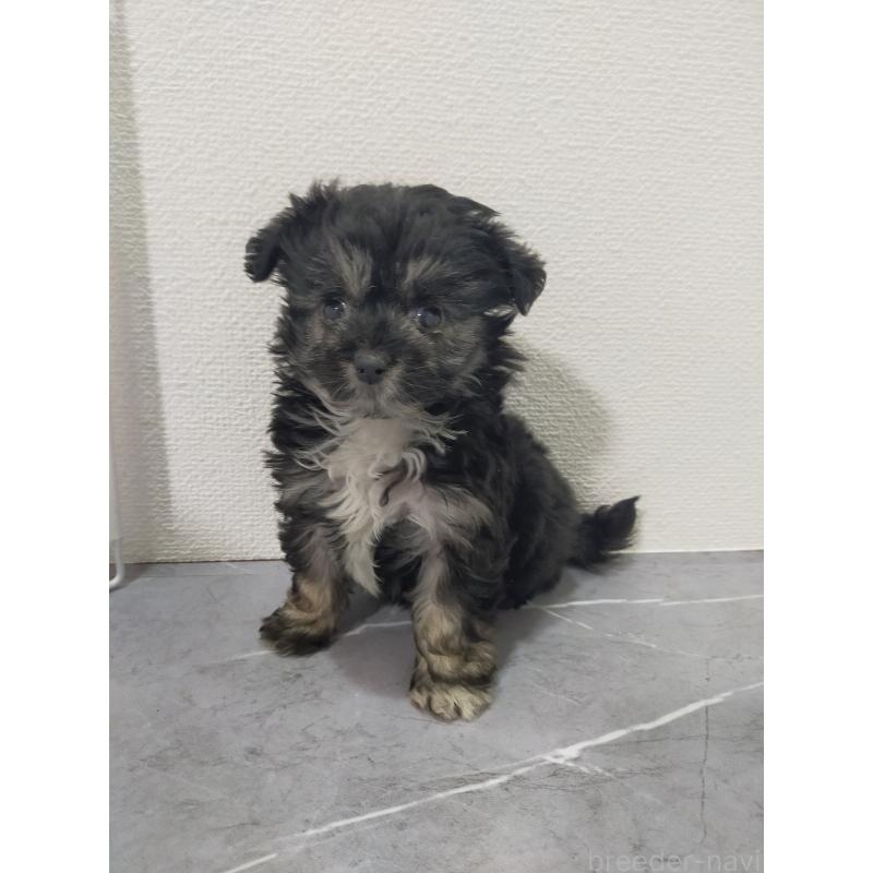 販売中の宮崎県のマルプー:マルチーズ×トイプードル-438083