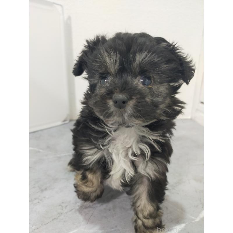 販売中の宮崎県のマルプー:マルチーズ×トイプードル-438083の4枚目