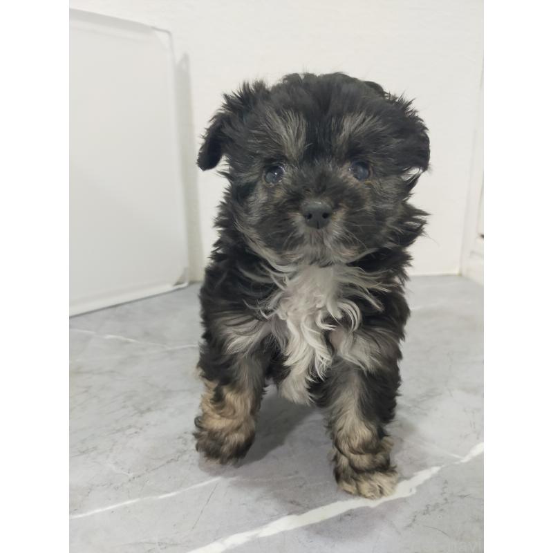 販売中の宮崎県のマルプー:マルチーズ×トイプードル-438083の3枚目