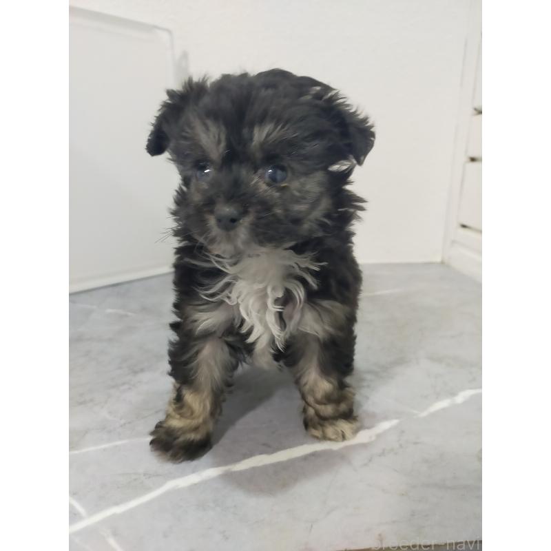 販売中の宮崎県のマルプー:マルチーズ×トイプードル-438083の2枚目