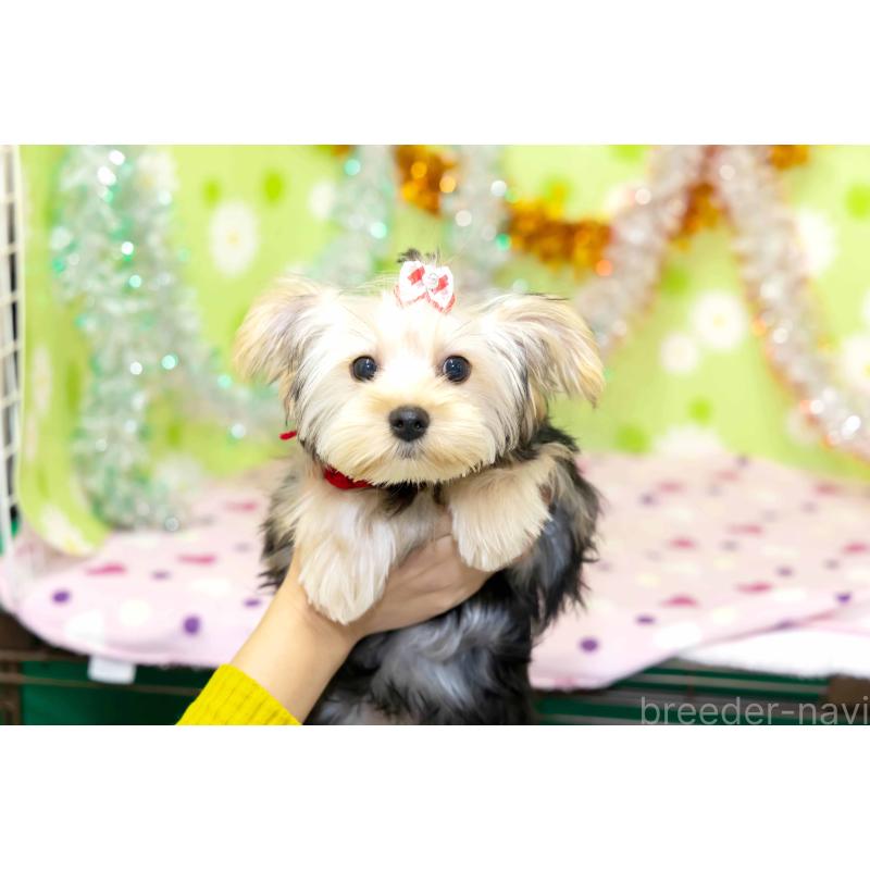 販売中の大分県のヨークシャーテリア-421149の6枚目