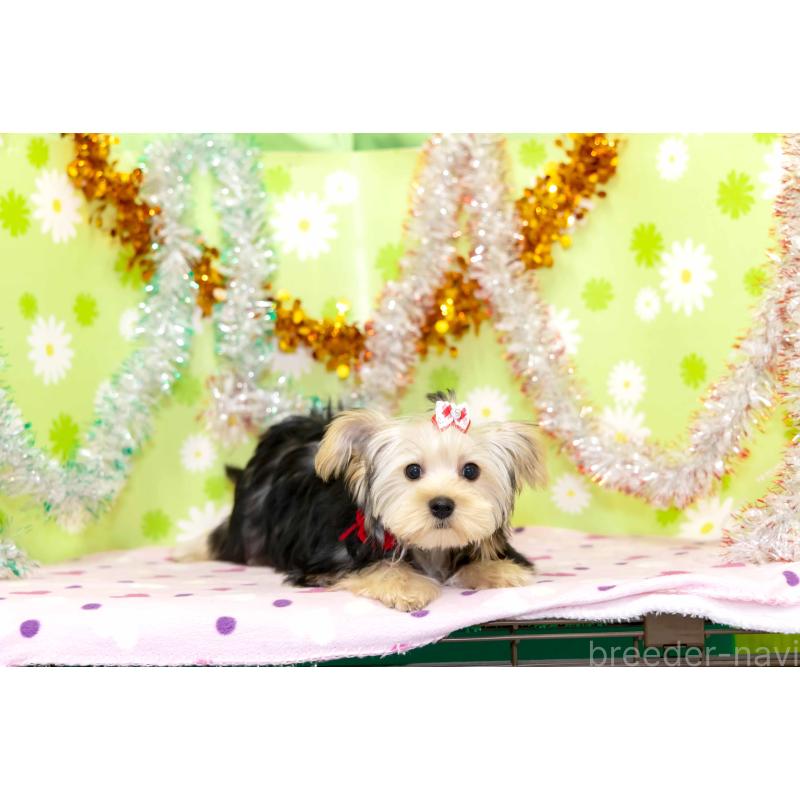 販売中の大分県のヨークシャーテリア-421149の4枚目