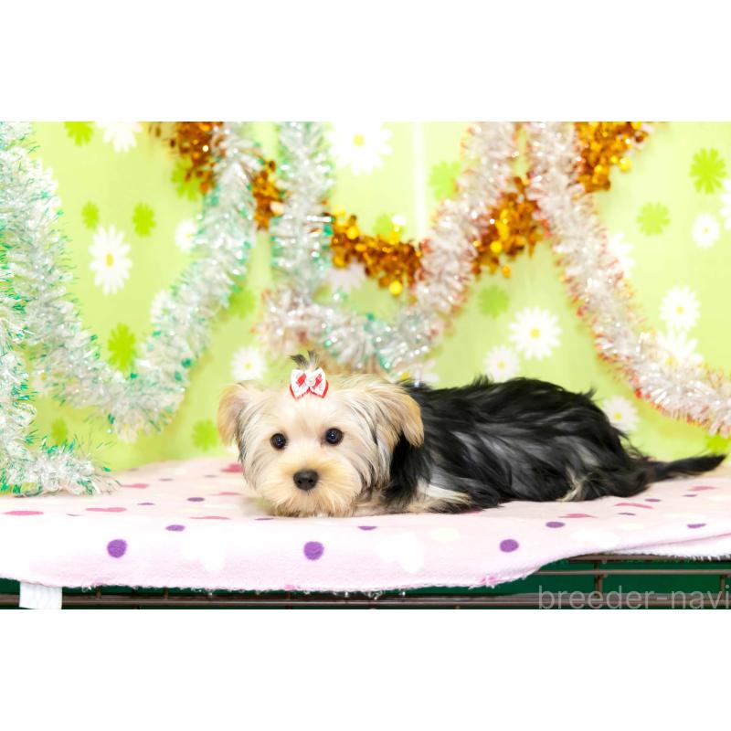 販売中の大分県のヨークシャーテリア-421149の3枚目