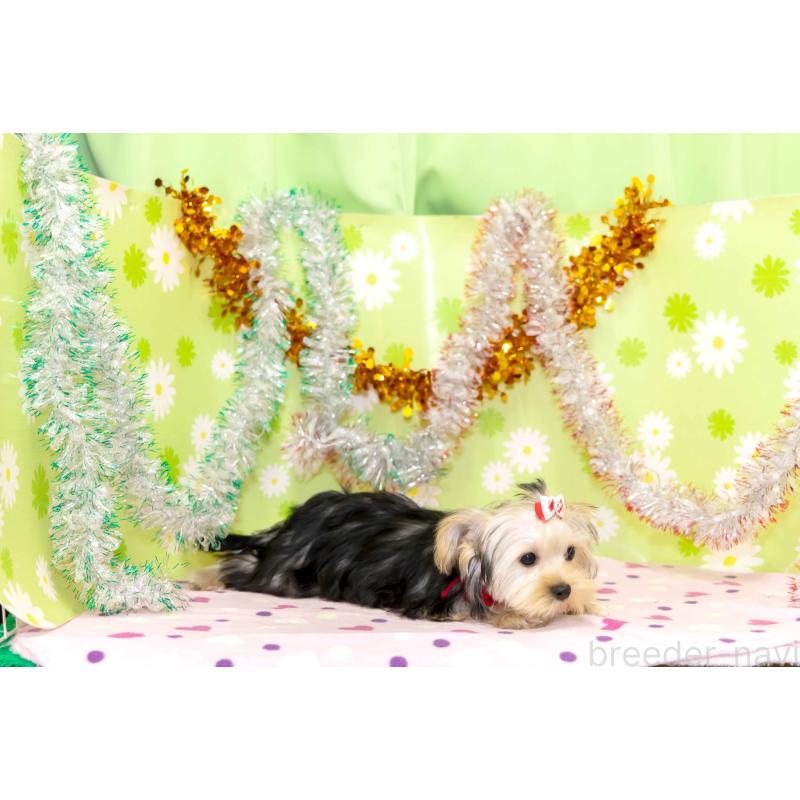 販売中の大分県のヨークシャーテリア-421149の2枚目