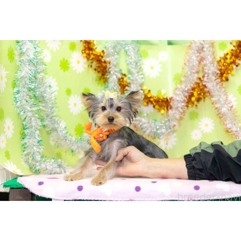 販売中の大分県のヨークシャーテリア-421147の6枚目