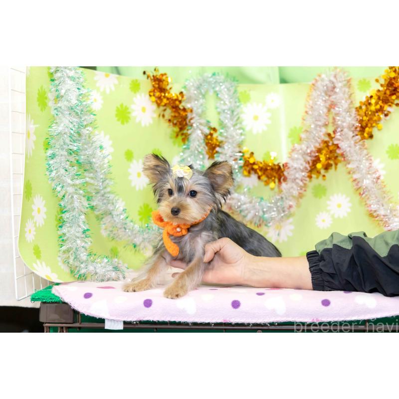 販売中の大分県のヨークシャーテリア-421147の5枚目