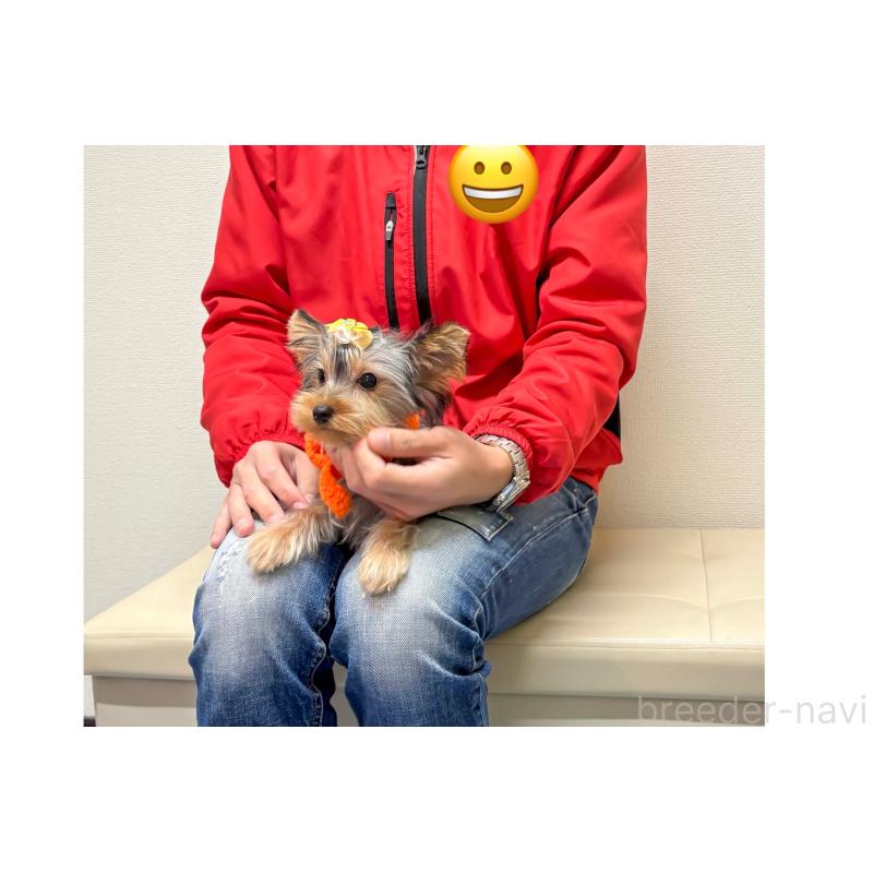 販売中の大分県のヨークシャーテリア-421147の2枚目