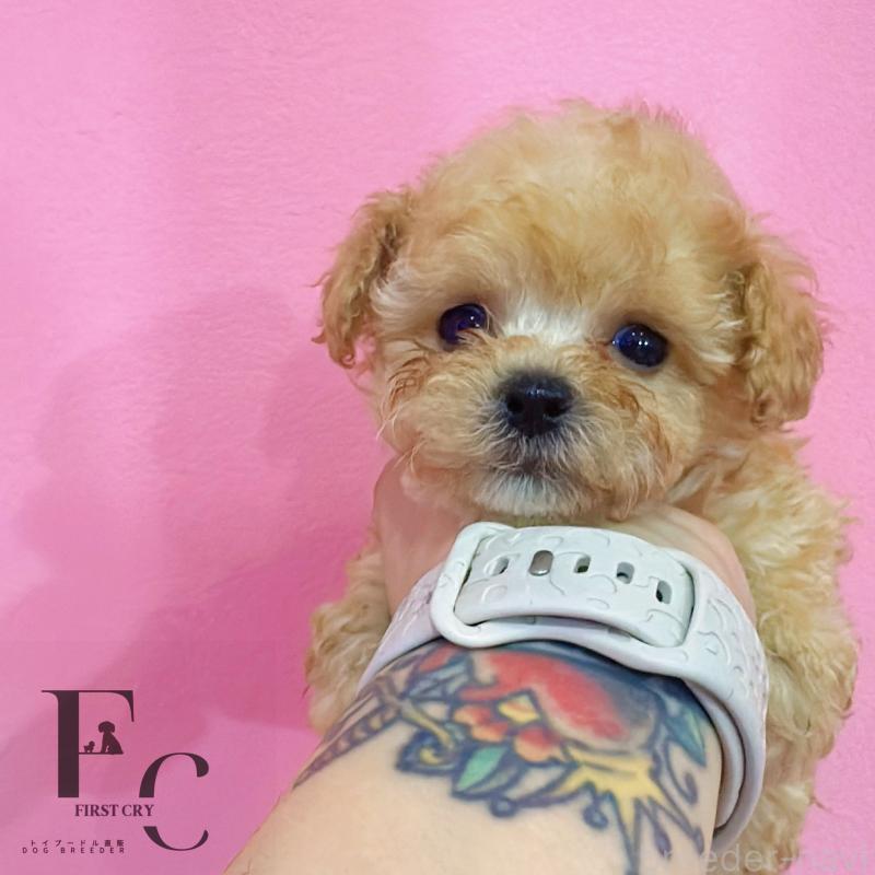 販売中の栃木県のティーカッププードル-437786