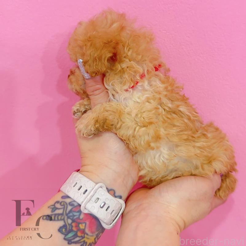 販売中の栃木県のティーカッププードル-437786の2枚目