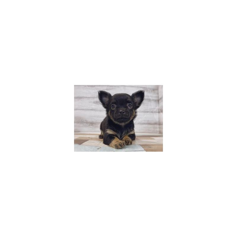 販売中の新潟県のチワワ(ロングコート)-437787の2枚目