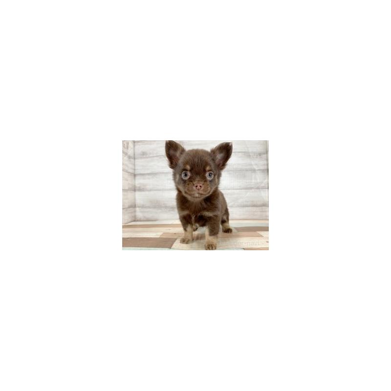 販売中の新潟県のチワワ(ロングコート)-437791の5枚目