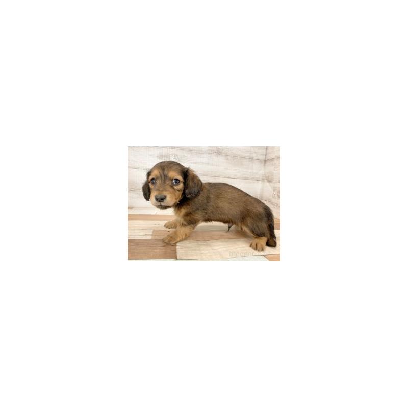 販売中の新潟県のミニチュアダックスフンド(ロングヘアード)-437797の3枚目