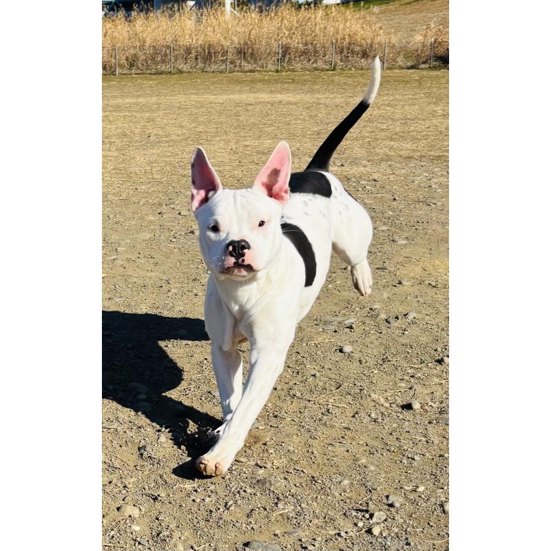 販売中の神奈川県のアメリカンピットブルテリア-392579