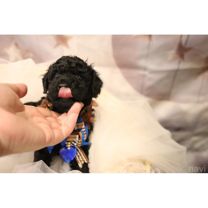 販売中の福井県のタイニープードル-437801の2枚目