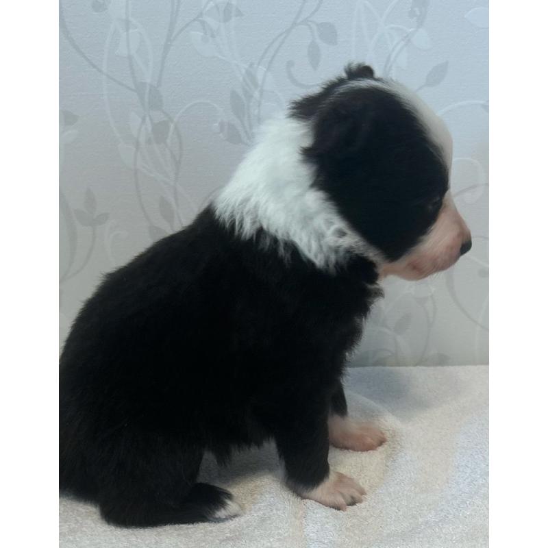 販売中の茨城県のボーダーコリー-437802の2枚目