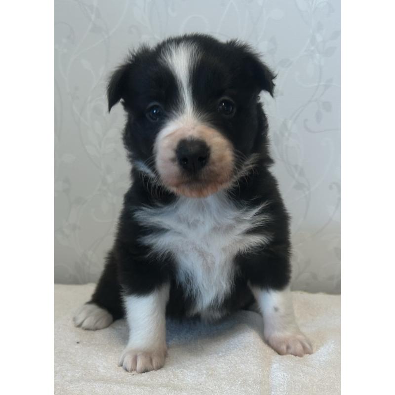 販売中の茨城県のボーダーコリー-437803の1枚目