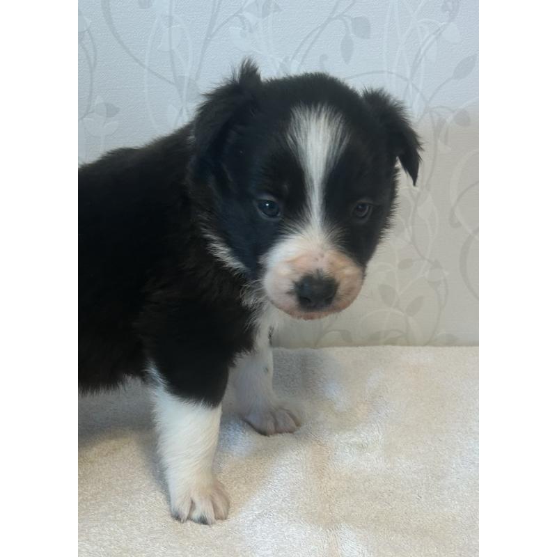 販売中の茨城県のボーダーコリー-437803の3枚目