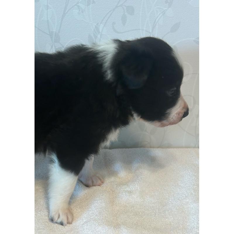 販売中の茨城県のボーダーコリー-437803の2枚目