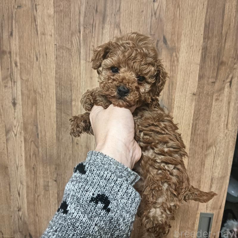 成約済の山口県のタイニープードル-435552の1枚目