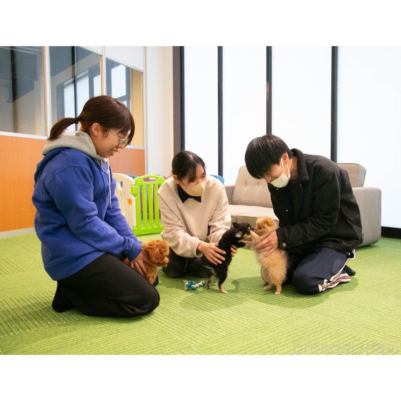 販売中の茨城県のミックス犬-437392の2枚目