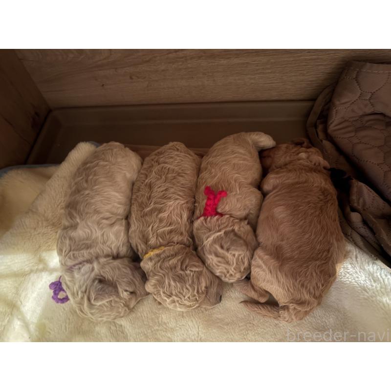 販売中の東京都のミディアムプードル-437806
