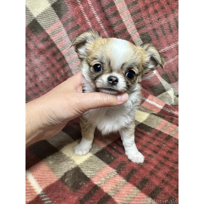 商談中の福島県のチワワ(ロングコート)-437807の6枚目