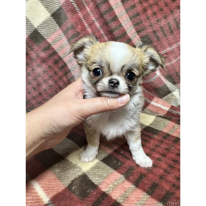 商談中の福島県のチワワ(ロングコート)-437807の5枚目