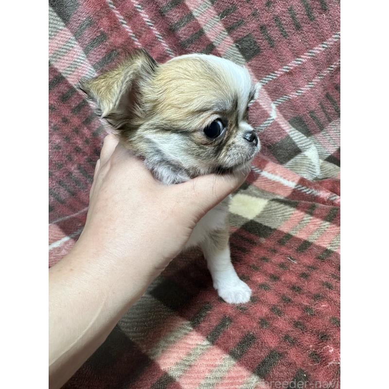 商談中の福島県のチワワ(ロングコート)-437807の4枚目