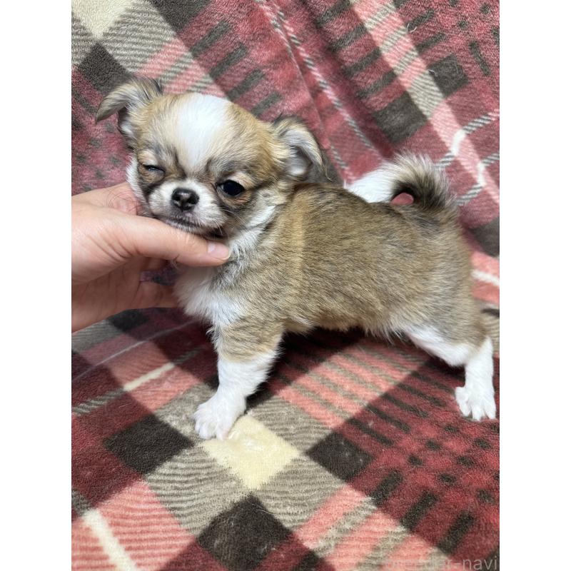 商談中の福島県のチワワ(ロングコート)-437807の2枚目