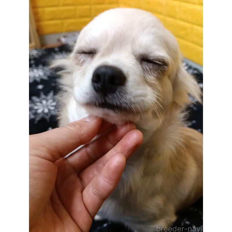 販売中の千葉県のチワワ(ロングコート)-417285の18枚目