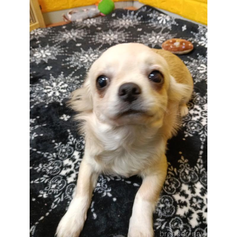 販売中の千葉県のチワワ(ロングコート)-417285の17枚目