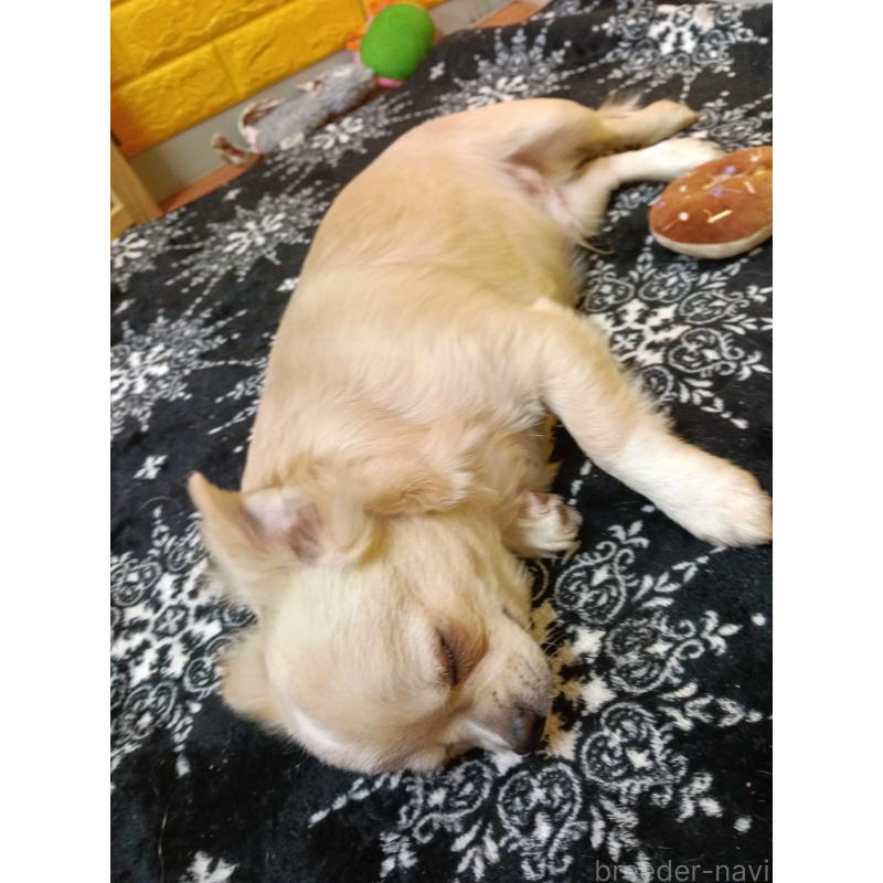 販売中の千葉県のチワワ(ロングコート)-417285の16枚目