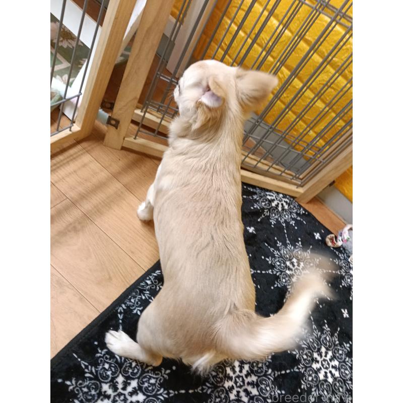 販売中の千葉県のチワワ(ロングコート)-417285の13枚目