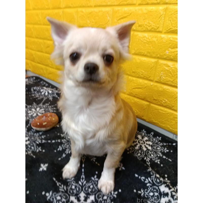 販売中の千葉県のチワワ(ロングコート)-417285の12枚目