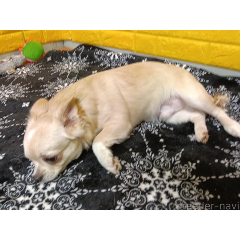 販売中の千葉県のチワワ(ロングコート)-417285の10枚目