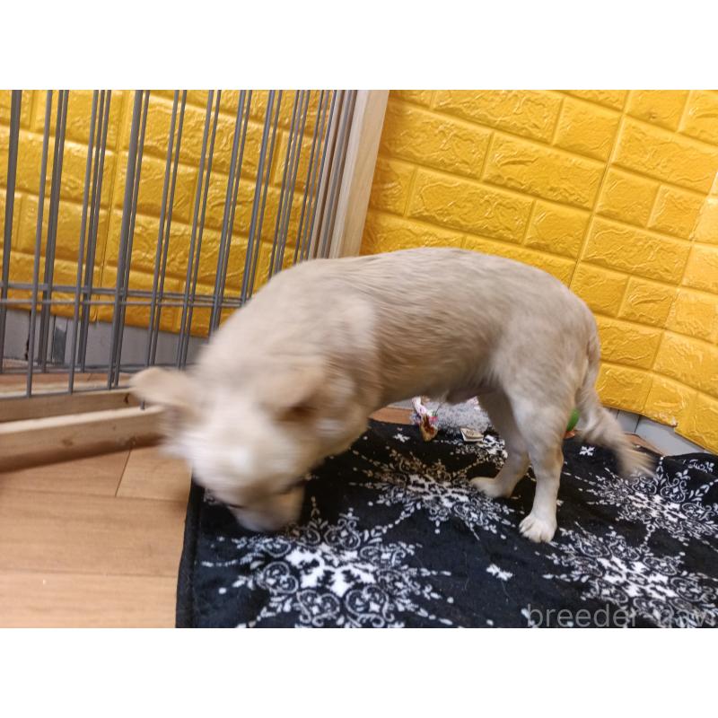 販売中の千葉県のチワワ(ロングコート)-417285の8枚目