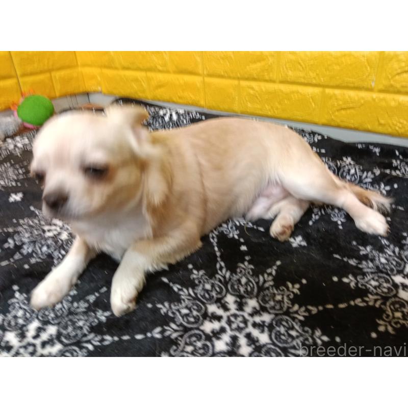 販売中の千葉県のチワワ(ロングコート)-417285の7枚目