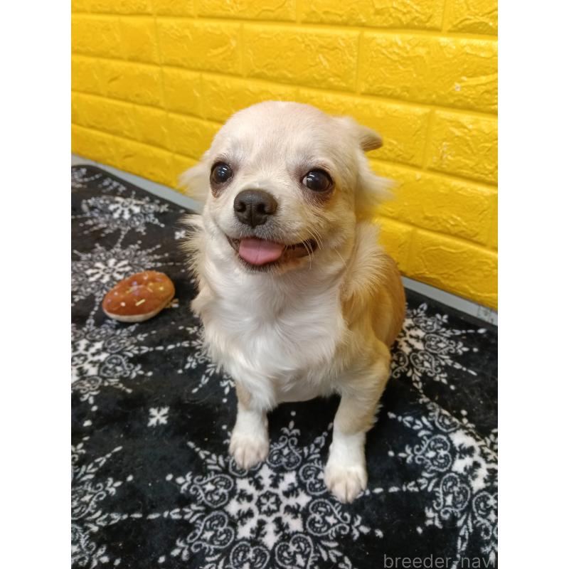 販売中の千葉県のチワワ(ロングコート)-417285の6枚目