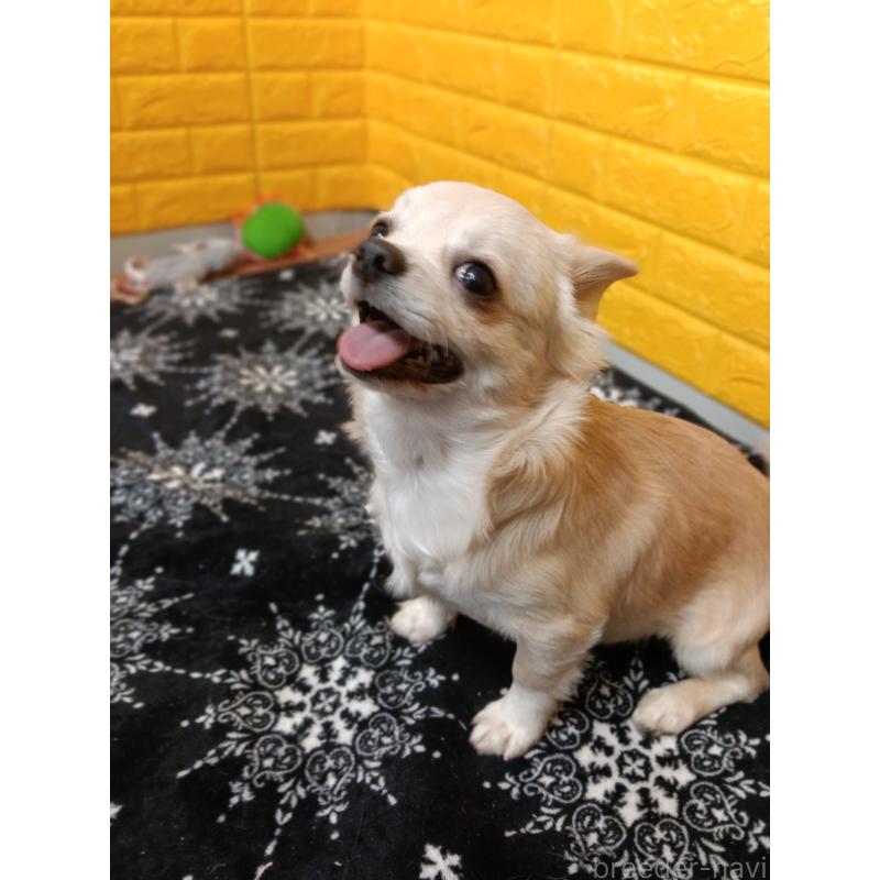 販売中の千葉県のチワワ(ロングコート)-417285の5枚目