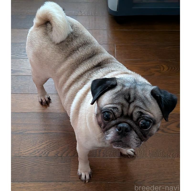 販売中の新潟県のパグ-431421の3枚目