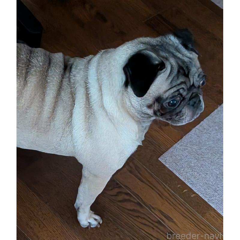 販売中の新潟県のパグ-431421の2枚目