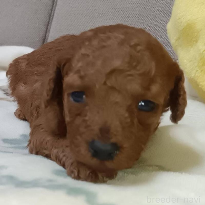 販売中の奈良県のトイプードル-437809