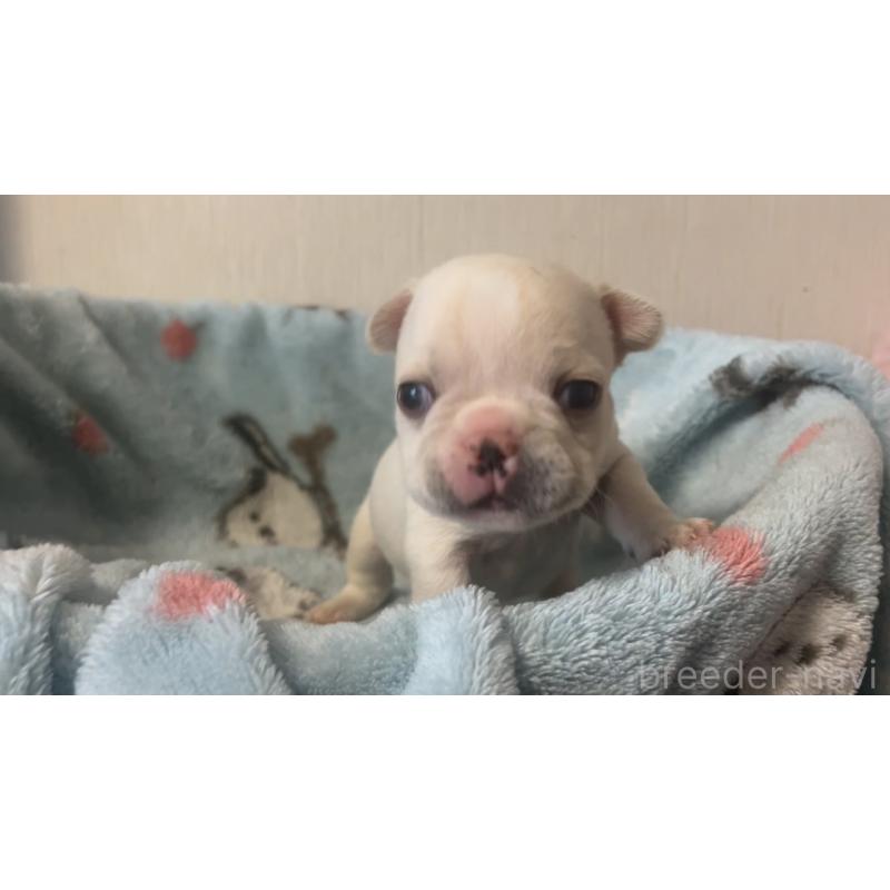 販売中の岡山県のフレンチブルドッグ-434752の14枚目